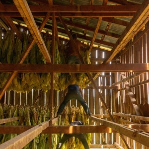The Last Tobacco Farms of Missouri