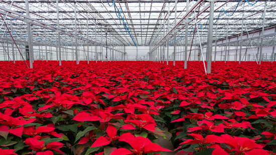 Over 35 million Poinsettias will be sold for the holidays