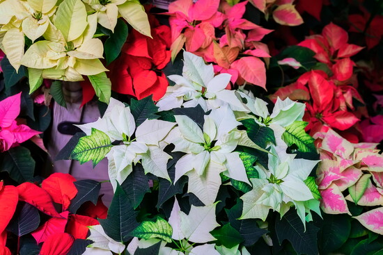 Over 100 colors of Poinsettia