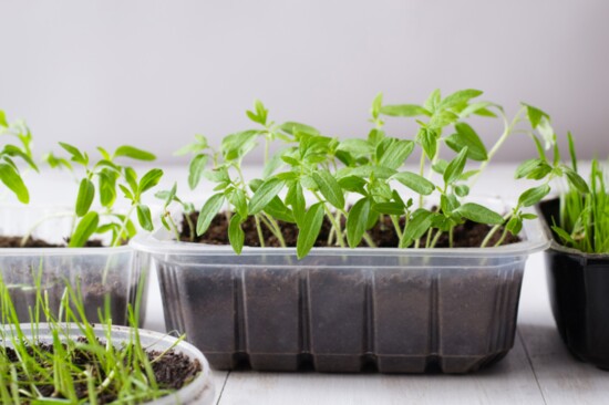 Seedlings ready to be transferred to larger pots.