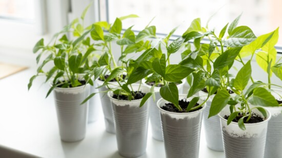 Maturing pepper plants in plastic cup "pots."