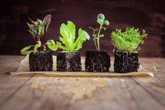 Different types of seedlings.