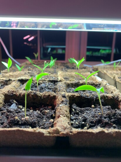 Seedlings beneath the grow light.