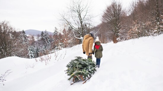 Cutting a holiday tree is a special tradition to share with family