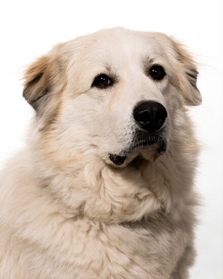 Certified Good Girl- Bailey, Auto Pawthority