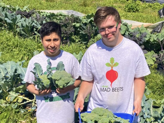 Growers Miguel Aramayo and Jonathan Shearrow show off their broccoli harvest