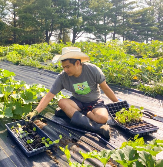 Grower Ian Pham takes seedlings grown in the farm's greenhouse and plants them in the ground outside