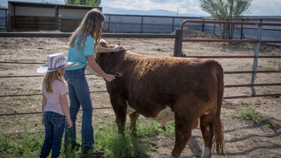 Giving the cows some attention