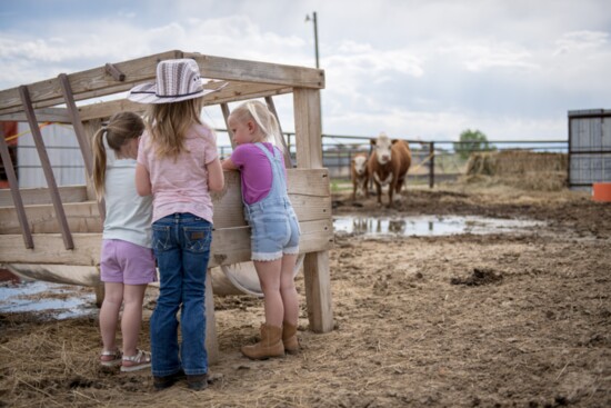 The girls gathering in the cow pen