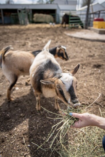 Goat snack time!