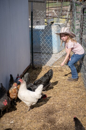 Feeding the hens