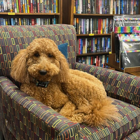 Excelsior Bay Books Store Poodle, Nell. 