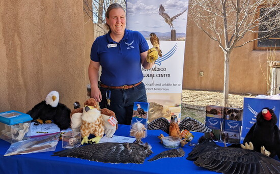 Beth Thompson with Amelia, an American Kestrel