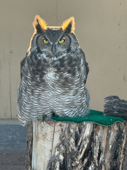 Bubo, a Great Horned Owl