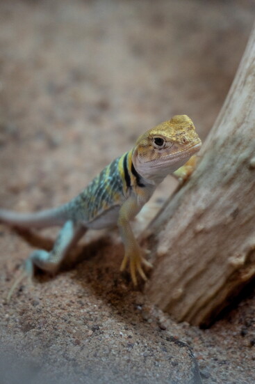 Canyon, a Collared Lizard
