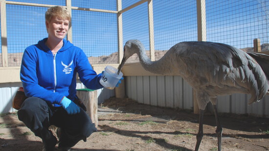 Anna Tobin feeding Echo, a Sand Hill Crane