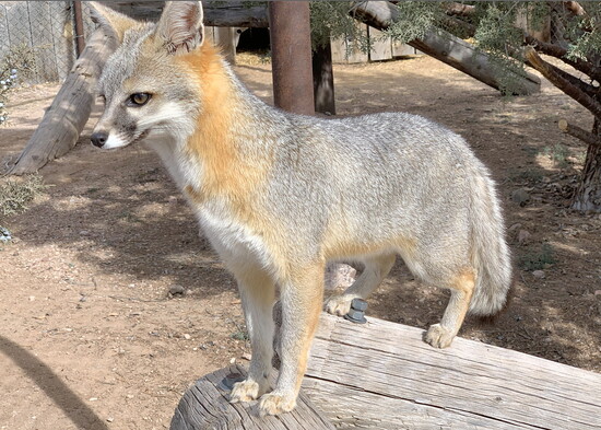 Juniper, a Gray Fox