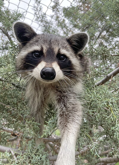 Pepper, a raccoon