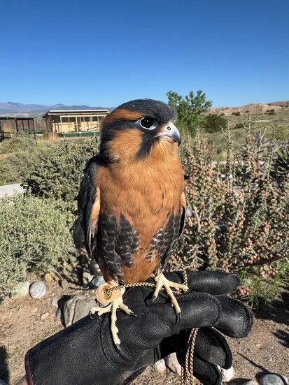 Phoenix, an Aplomado Falcon