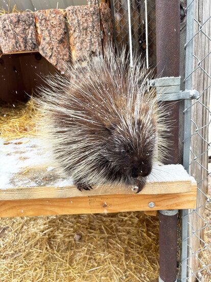 Yucca, a porcupine