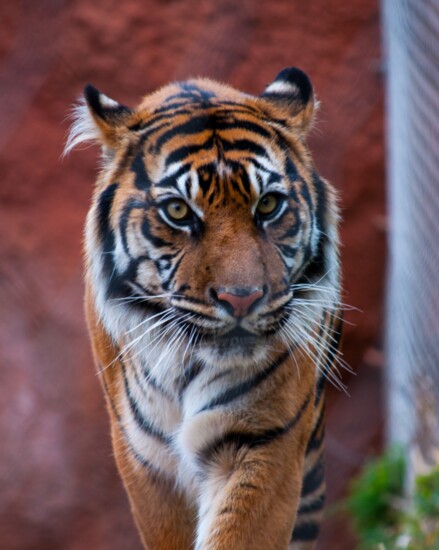 A tiger at The Oklahoma City Zoo