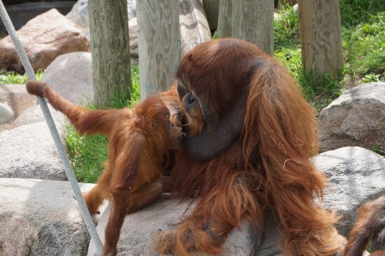 Jambu & Kemala (photo courtesy of Como Zoo)