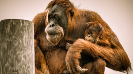 The Orangutans of Como Zoo