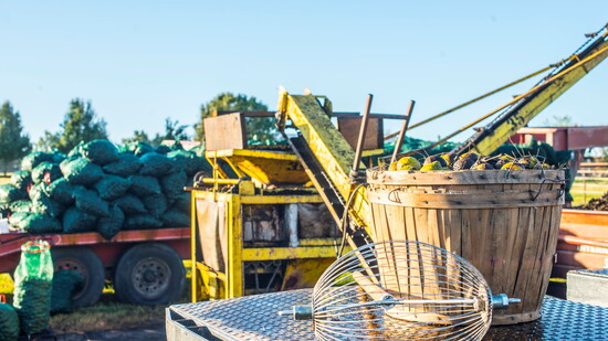 Featured image for Missouri’s Black Walnut Country