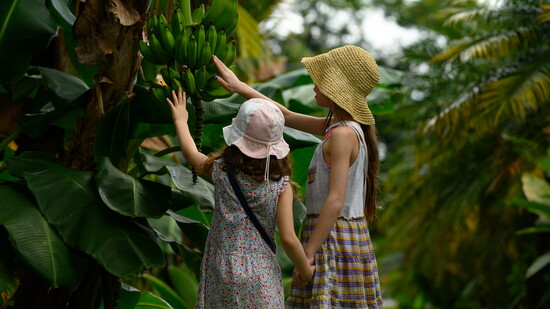 Family jungle walk- Manuel Antonio National Park, Costa Rica