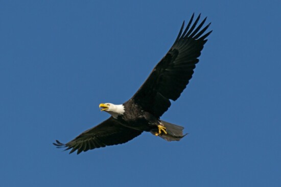 Soaring Bald Eagle