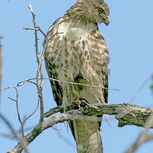 imm%20red-tailed%20hawk-2-300?v=1