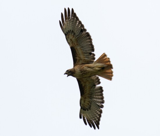 Red-tailed Hawk in Flight