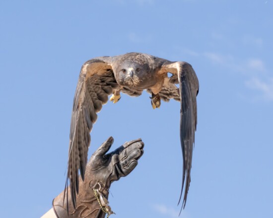 Swainson's Hawk by Linda Leadbetter