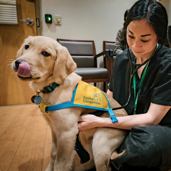 Dr. Christi Leong, a Primary Care veterinarian, listens to a dog’s heart during a checkup. 