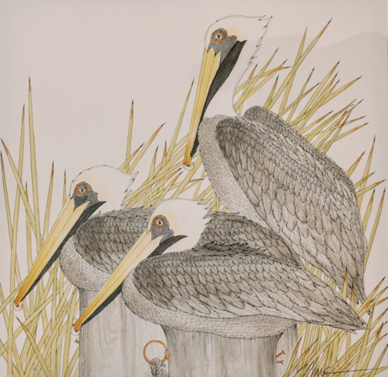 Ching Walters' Pelicans On Post
