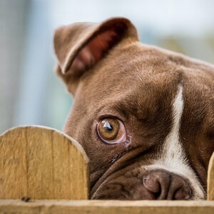 dog_muzzle_eyes_fence_101778-300?v=1