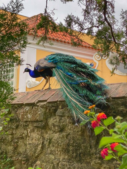 A peacock guarding Castelo São Jorge.