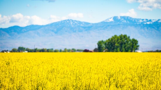 Canola Fields in Star