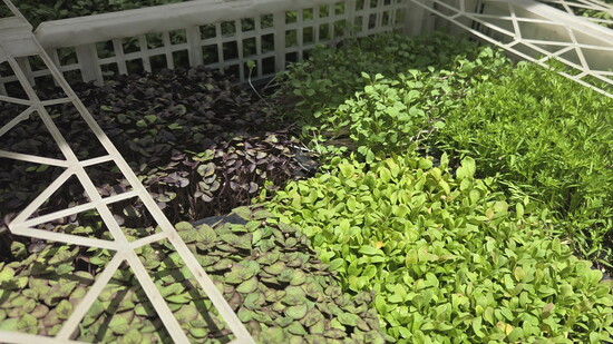 The River Vale Farmers Market has a variety of unique offerings, such as delicious microgreens