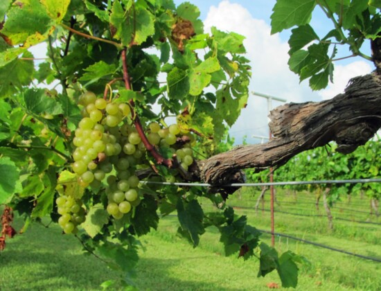 A cluster of Blanc du Bois grapes at Haak Vineyards in Galveston County