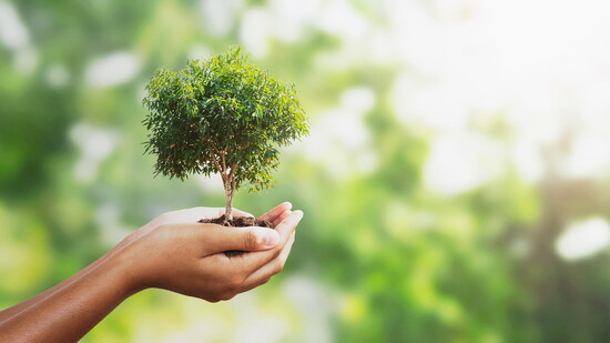 By putting a sapling in a child’s hands, the Rotary Club fosters a tangible understanding of civic involvement.
