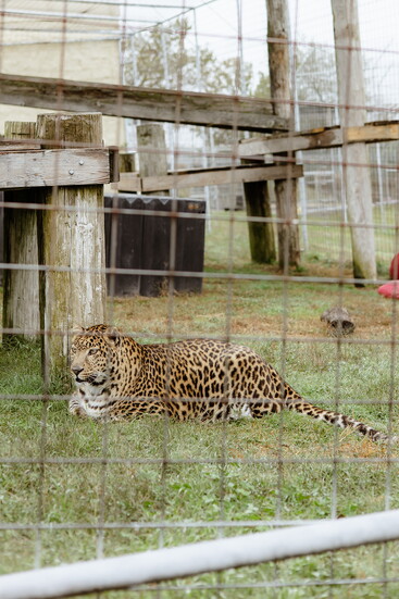 Turpentine Creek Wildlife Refuge