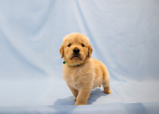 Fenton