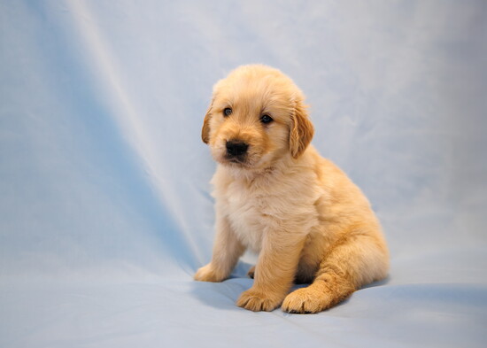 Fergus