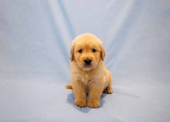 Franklin