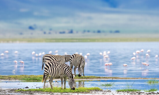 Tanzania has become a popular summer travel destination. 