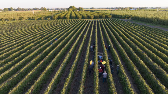 Baron’s High-density plantings, a traditional Rhône-inspired viticulture