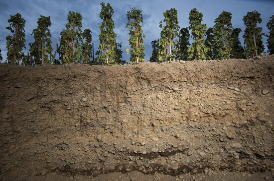 A cross-section of the soil reveals layers of compacted river rock — the foundation of The Rocks District AVA.