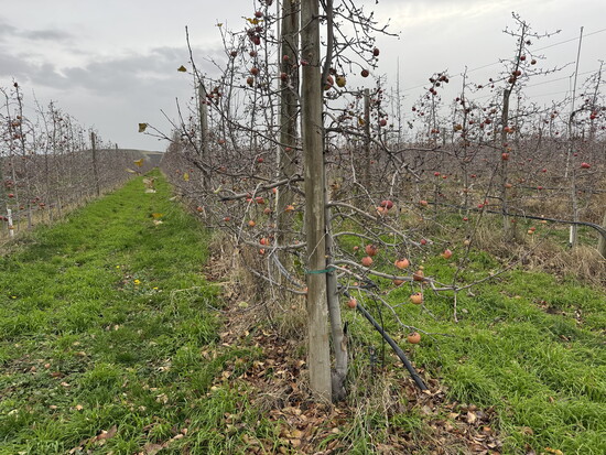 Before vineyards, The Rocks District was planted largely to orchards — few believed wine grapes could survive here.