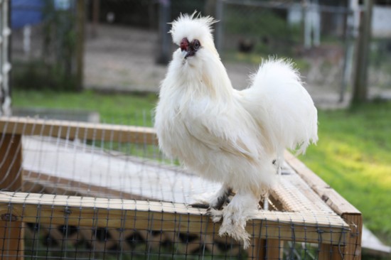 Silkie rooster on his chicken tractor